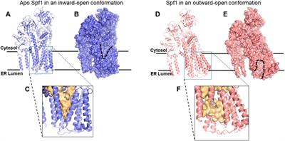 Spf1 and Ste24: quality controllers of transmembrane protein topology in the eukaryotic cell